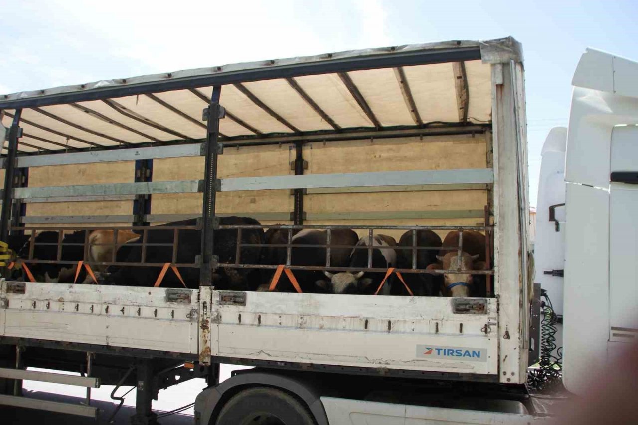 Malazgirt’te kurbanlık sevkiyatı başladı