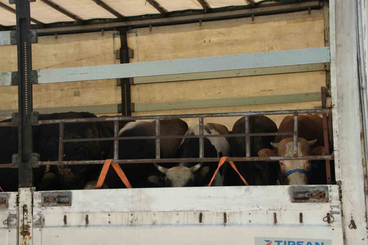 Malazgirt’te kurbanlık sevkiyatı başladı