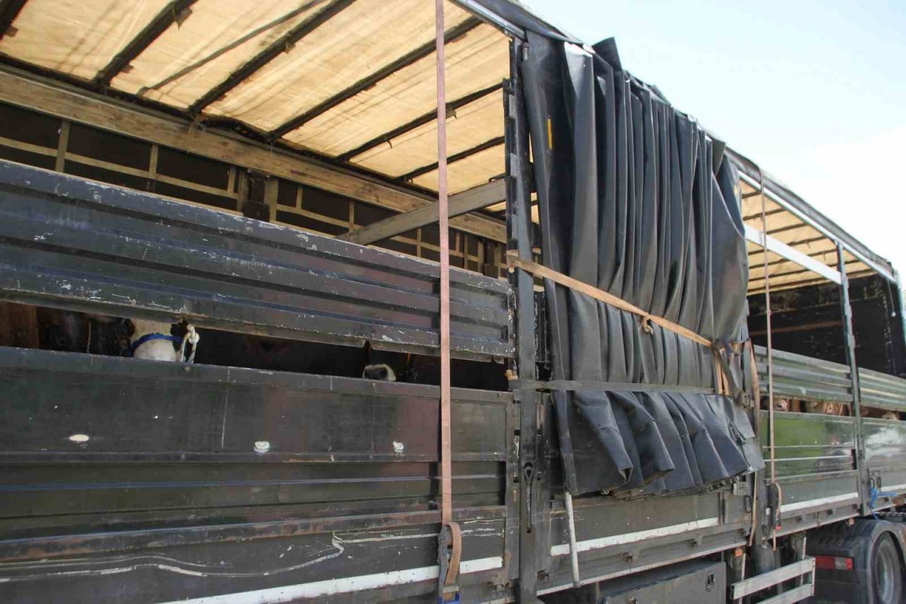 Malazgirt’te kurbanlık sevkiyatı başladı