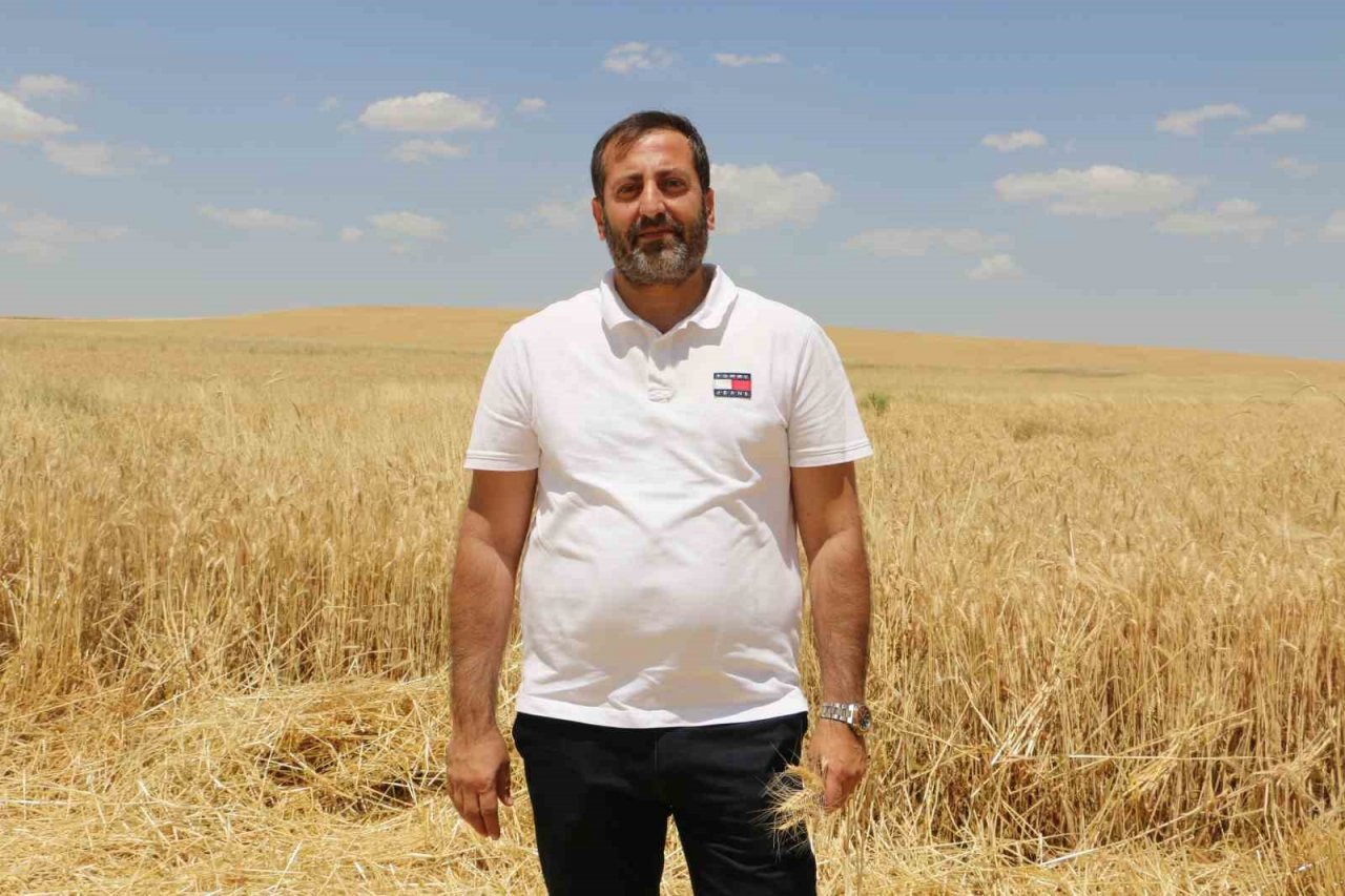 Diyarbakır hububatında tarihi rekolte: Çiftçinin yüzü güldü