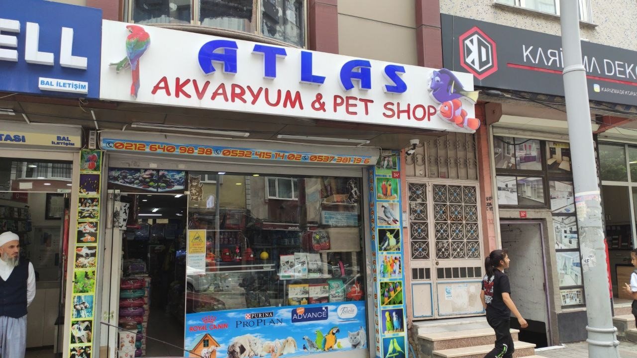Sultangazi’de hırsızlar petshoptan çaldıkları kuşları montun cebine sakladı: O anlar kamerada