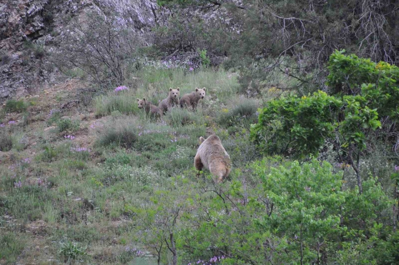 Tunceli’de bozayı yavruları fotoğraflandı