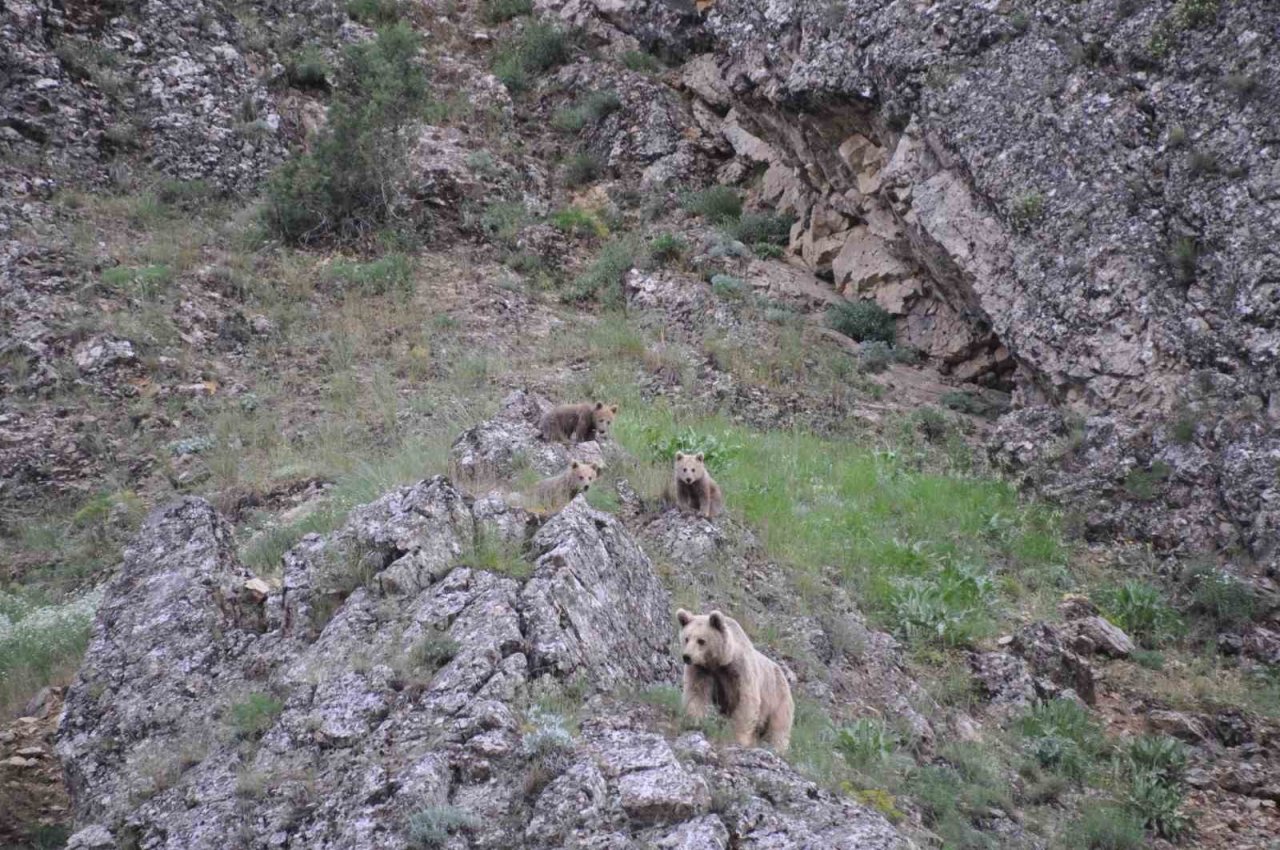 Tunceli’de bozayı yavruları fotoğraflandı