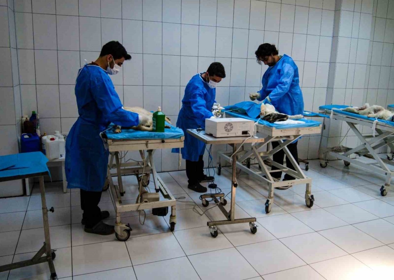 Van’daki barınak sokak hayvanlarına şifa dağıtıyor