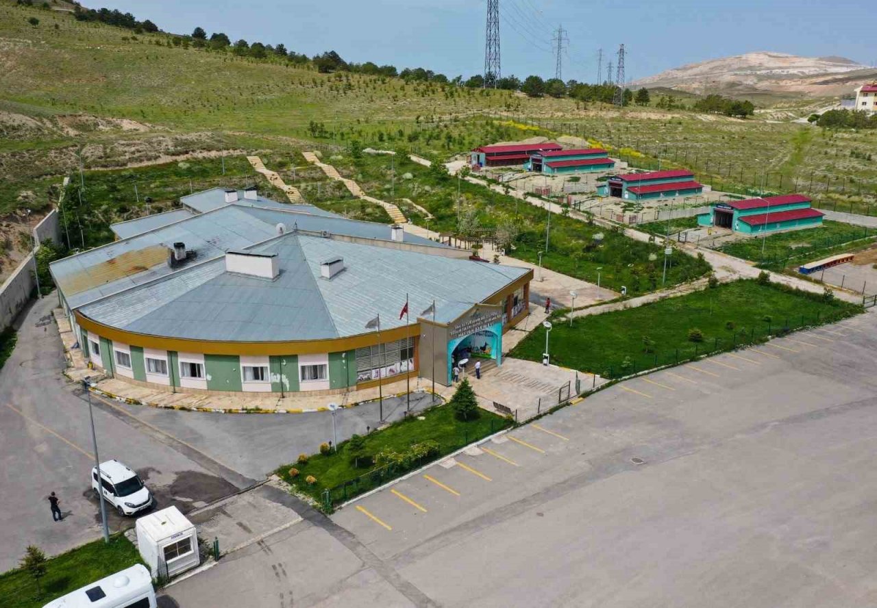 Van’daki barınak sokak hayvanlarına şifa dağıtıyor