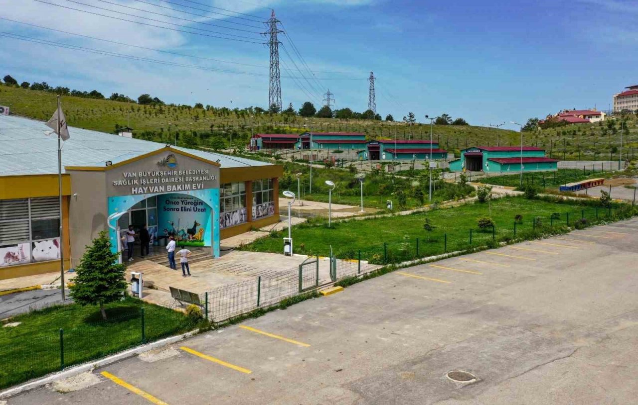 Van’daki barınak sokak hayvanlarına şifa dağıtıyor