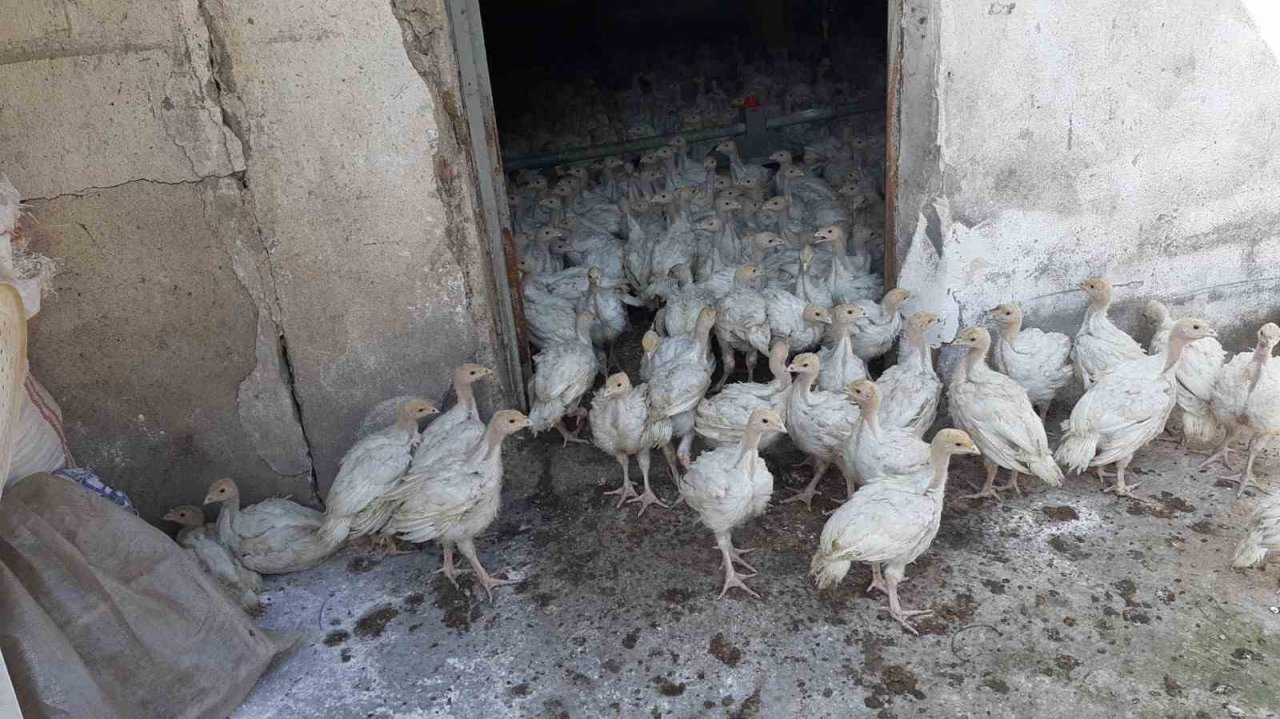 Hindi çiftliğinde yangın çıktı