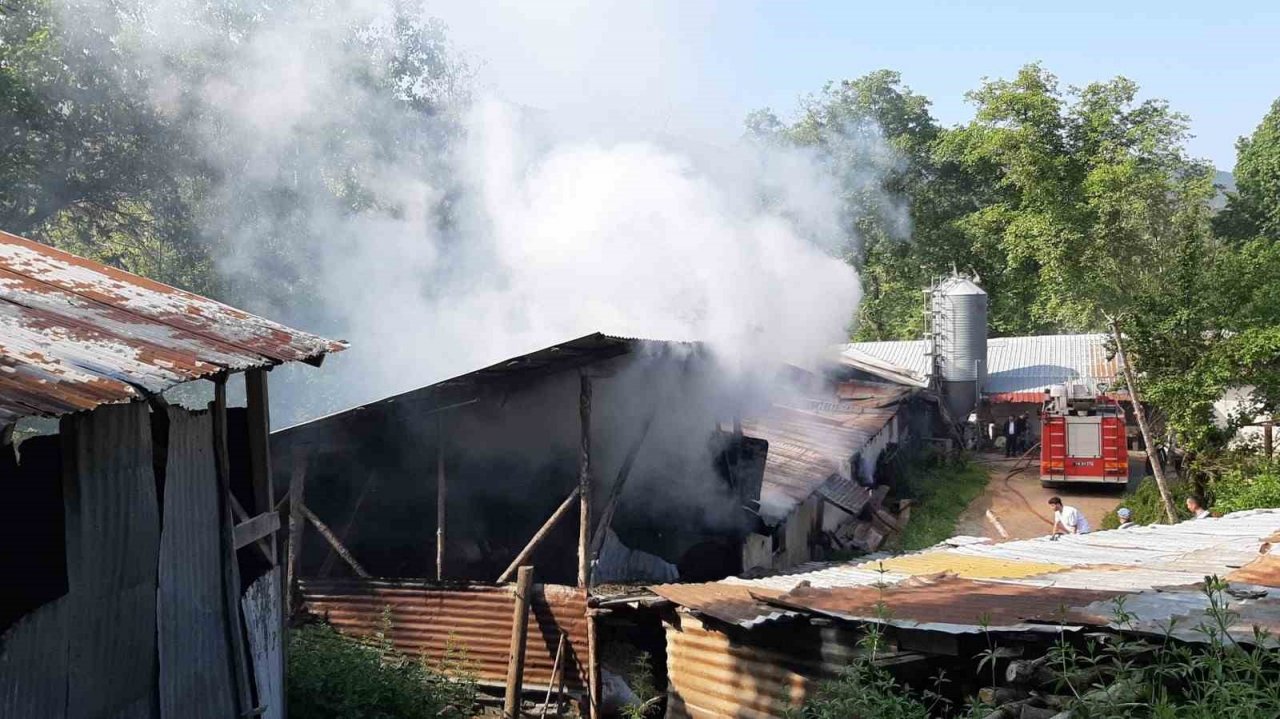 Hindi çiftliğinde yangın çıktı