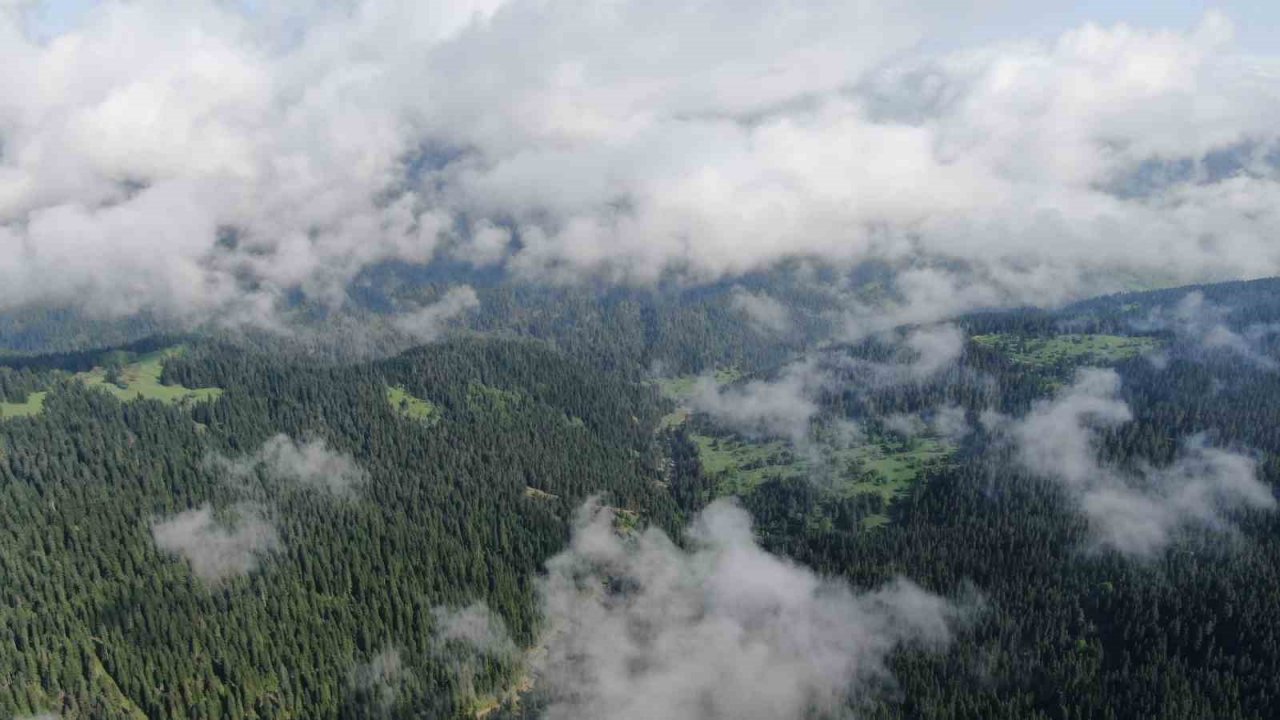 Sis bulutları ile kaplanan Ilgaz Dağı’nda mest eden görüntüler