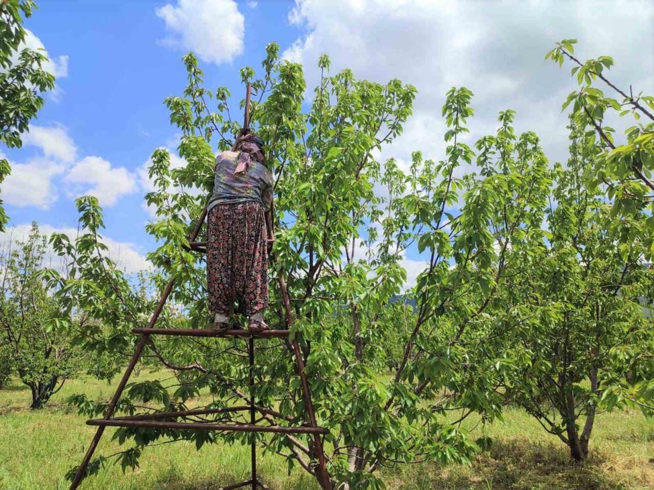 Kiraz hasadında sona gelindi