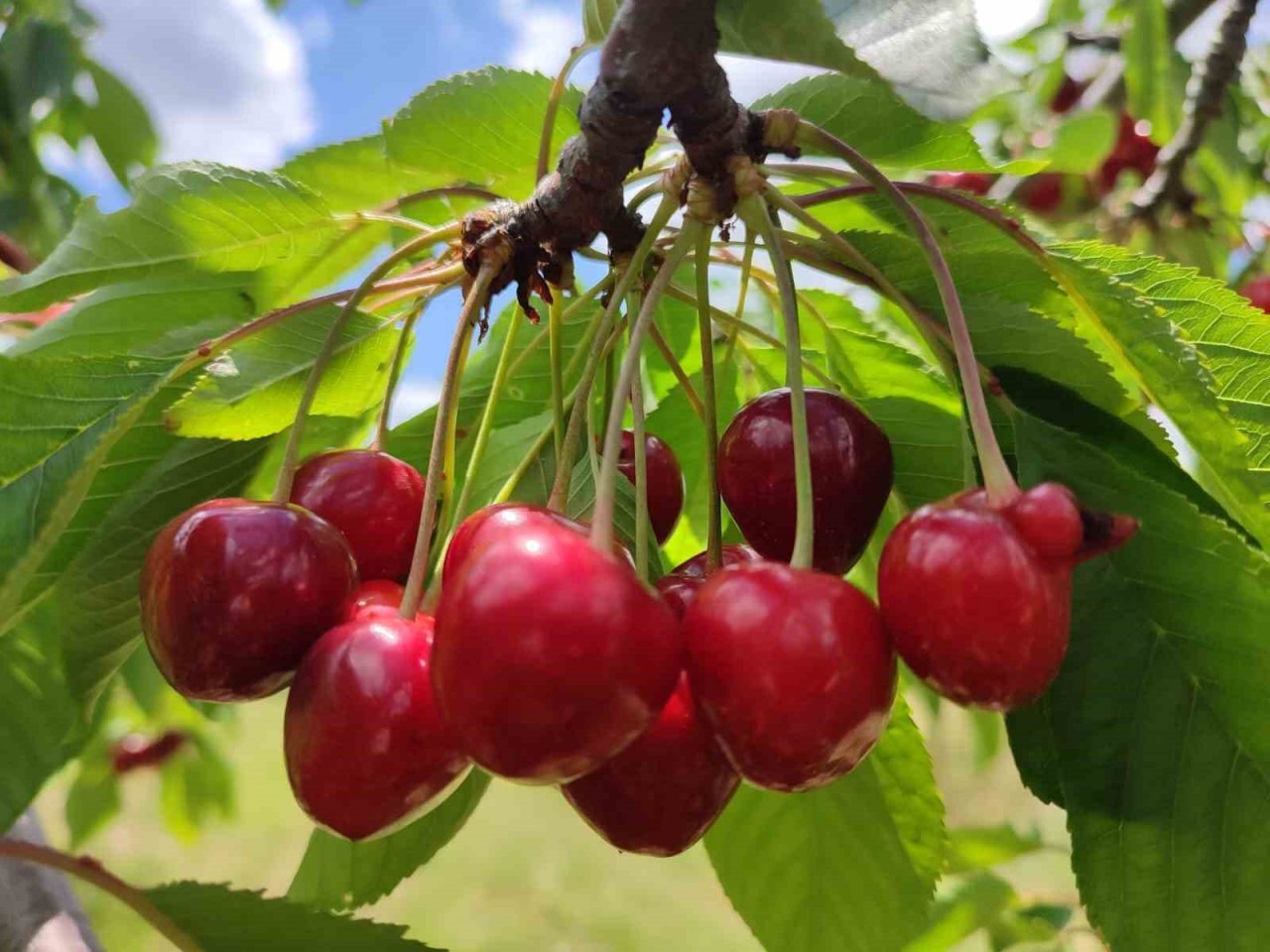 Kiraz hasadında sona gelindi