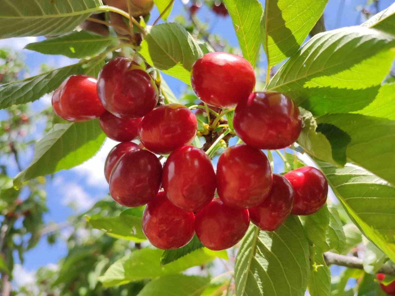 Kiraz hasadında sona gelindi