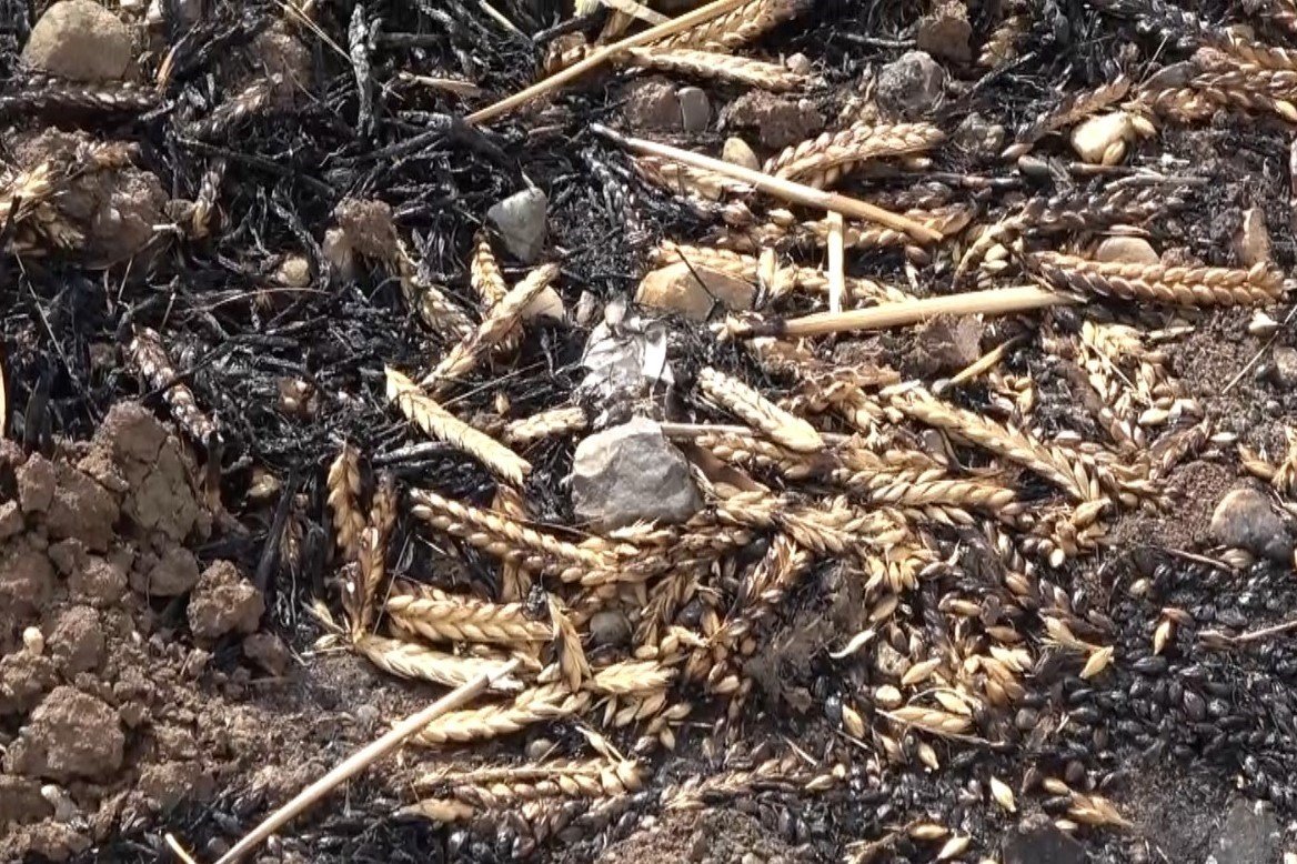 Sigara izmariti 700 dönümlük tarlayı küle çevirdi