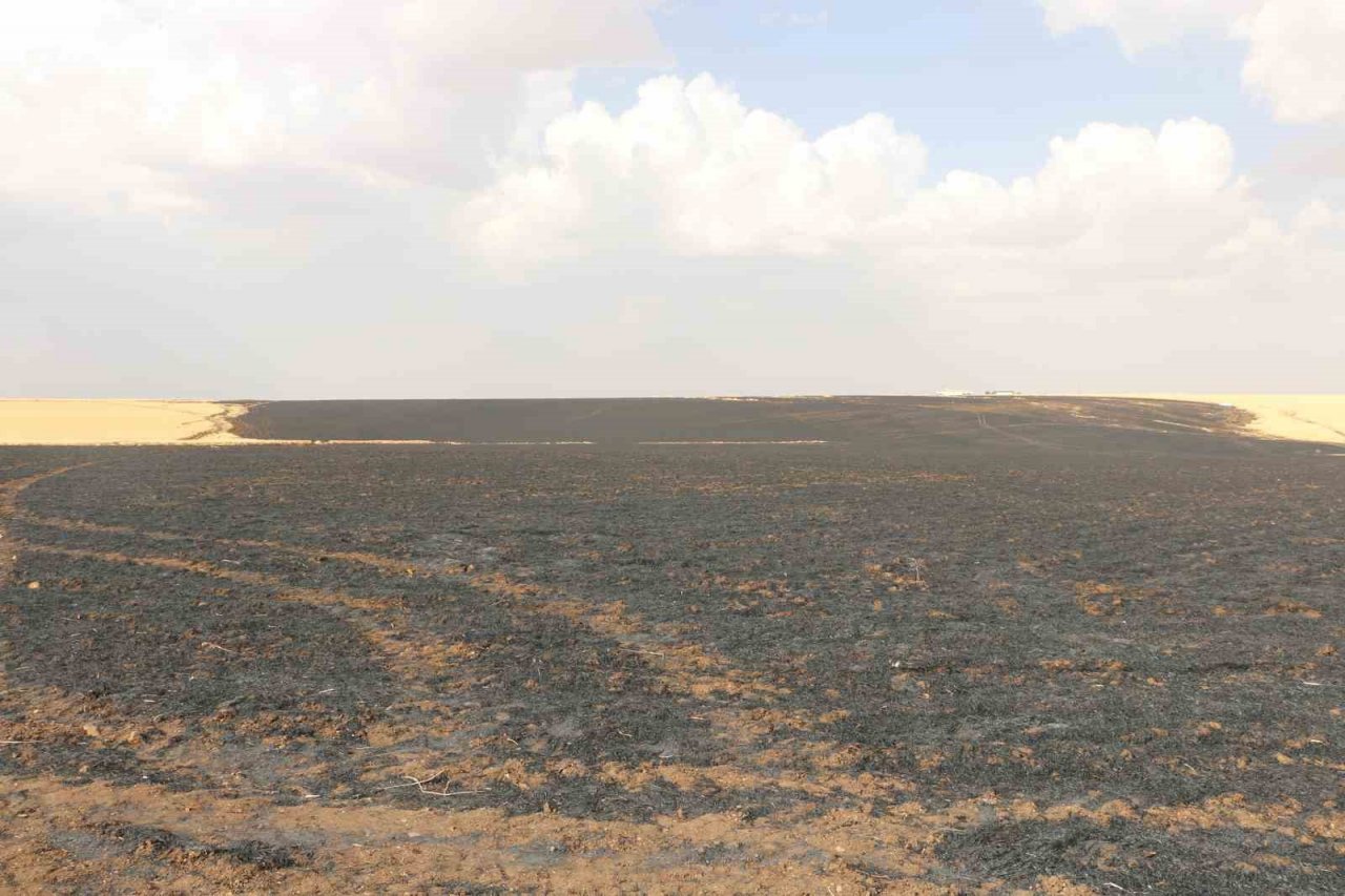 Sigara izmariti 700 dönümlük tarlayı küle çevirdi