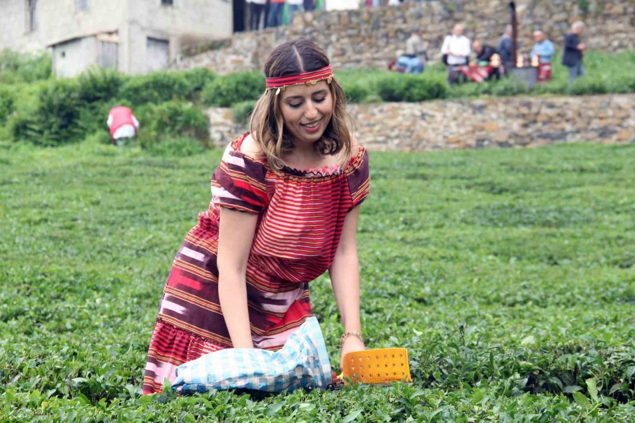 Dünyanın en kaliteli fındığının üretildiği Giresun’da kemençe eşliğinde çay hasat şenliği yapıldı