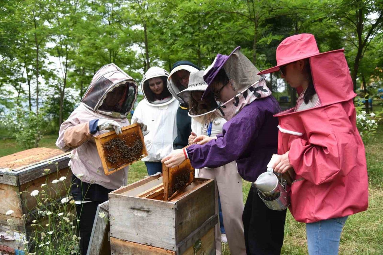 Kocanda arı Yığılca’da hayat var