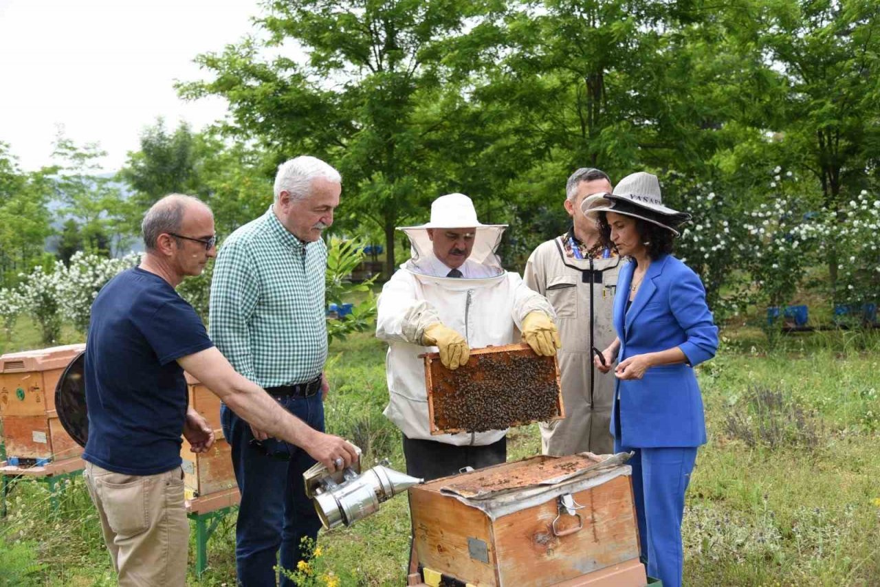 Kocanda arı Yığılca’da hayat var