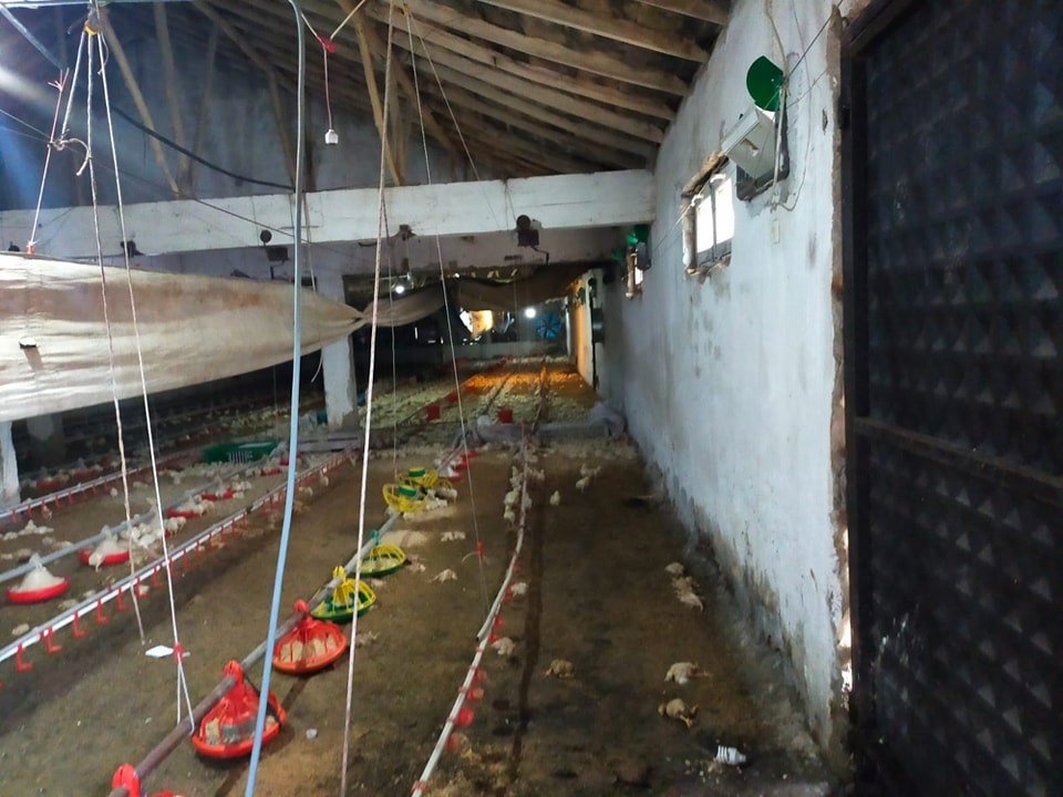 Gediz’de aşırı yağış tavuk çiftliğini vurdu