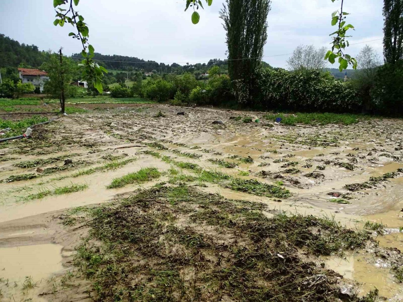 Hisarcık’ta sağanak yağış sonrası tarım arazileri sular altında kaldı
