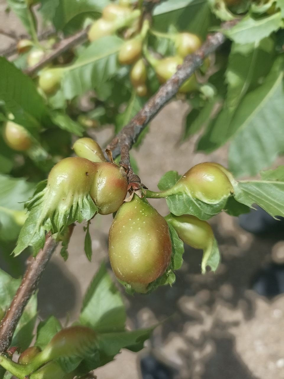 Milletvekili Karakoz, Köşk’te kestane üreticileri ile buluştu