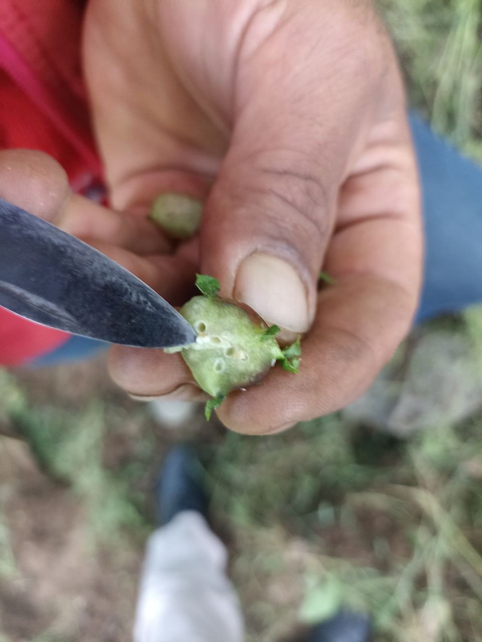 Milletvekili Karakoz, Köşk’te kestane üreticileri ile buluştu