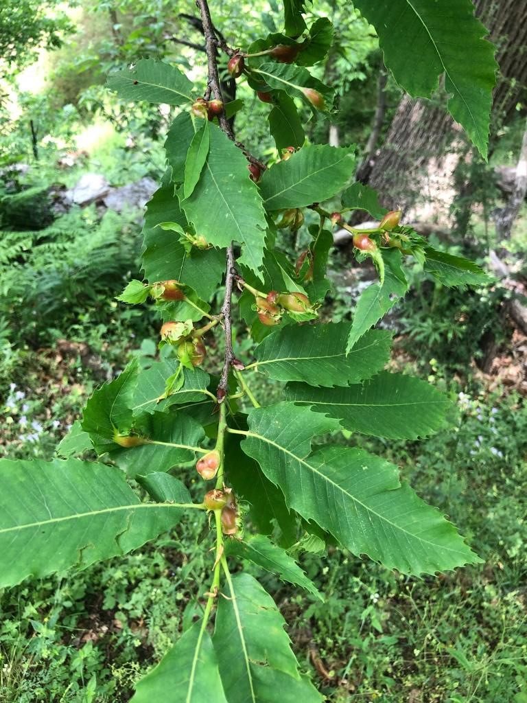 Milletvekili Karakoz, Köşk’te kestane üreticileri ile buluştu