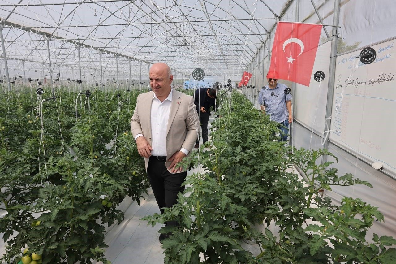 Türkiye’de ilk olan sistemin mahsulleri büyüdü, hasat şenlikle başlayacak