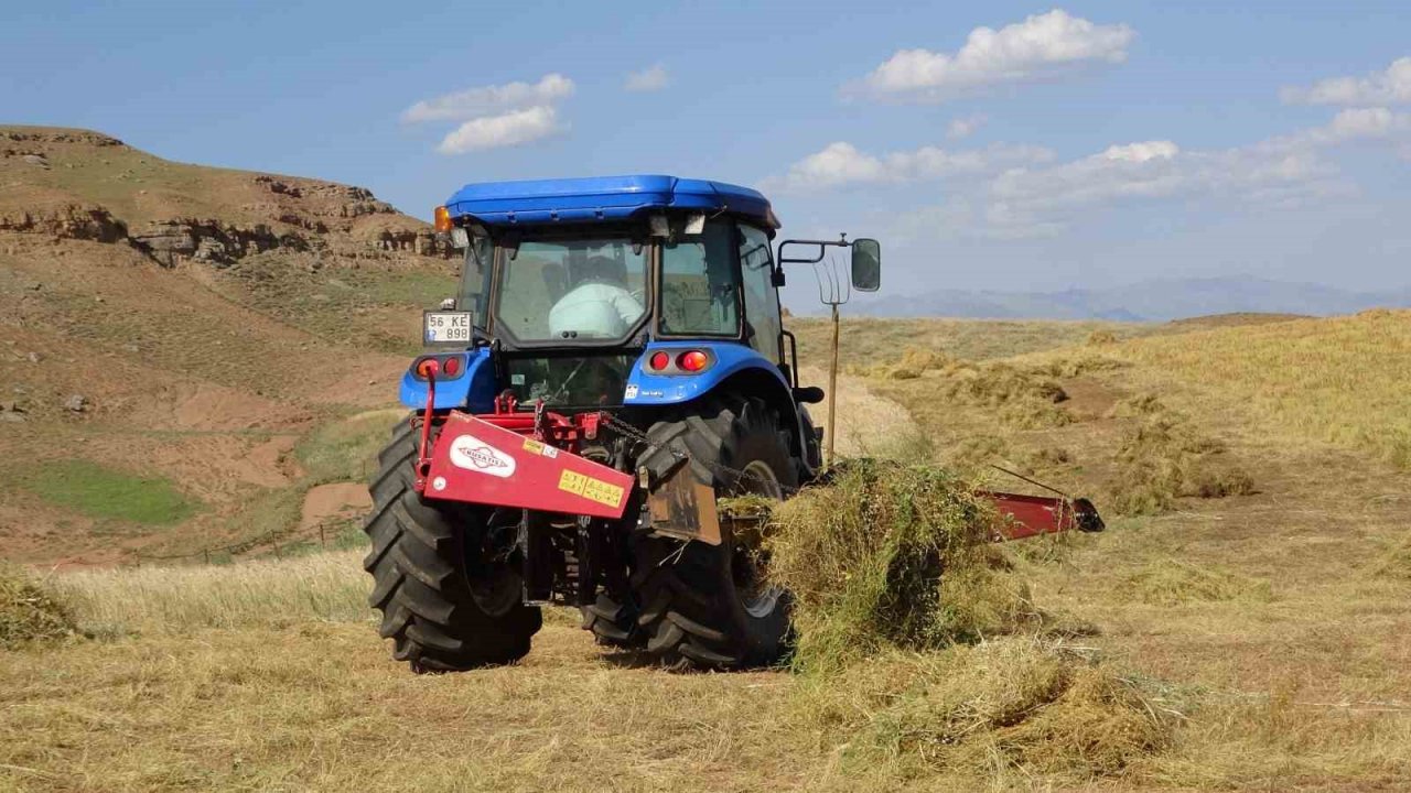 Siirt’te kırmızı mercimekte hasat sürüyor