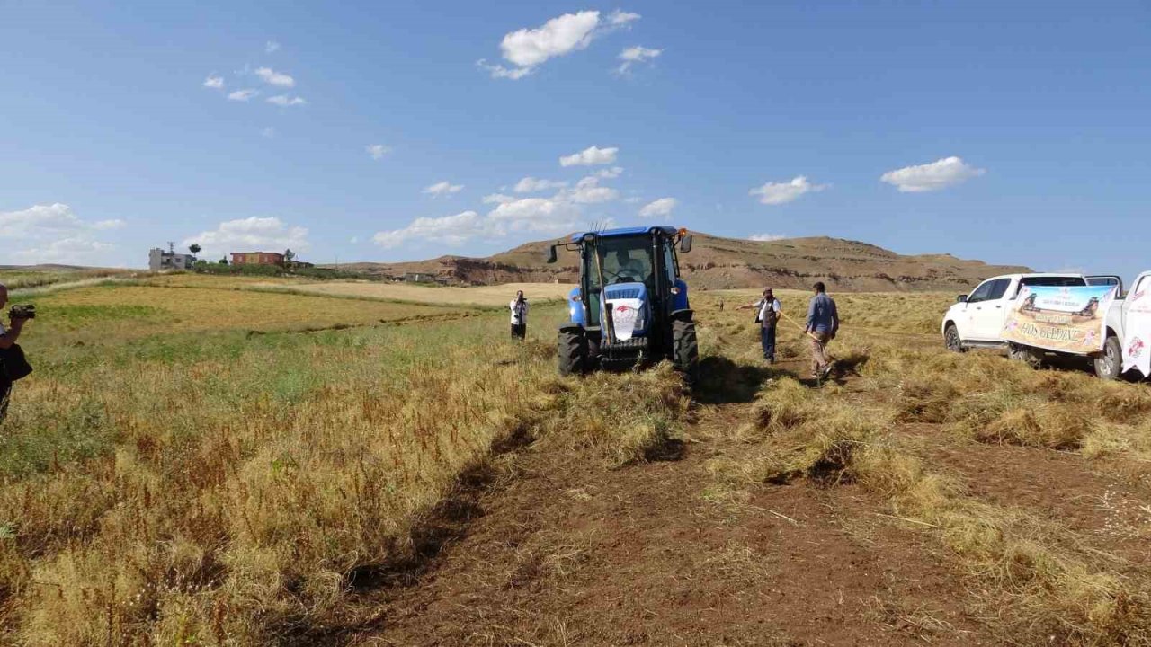 Siirt’te kırmızı mercimekte hasat sürüyor