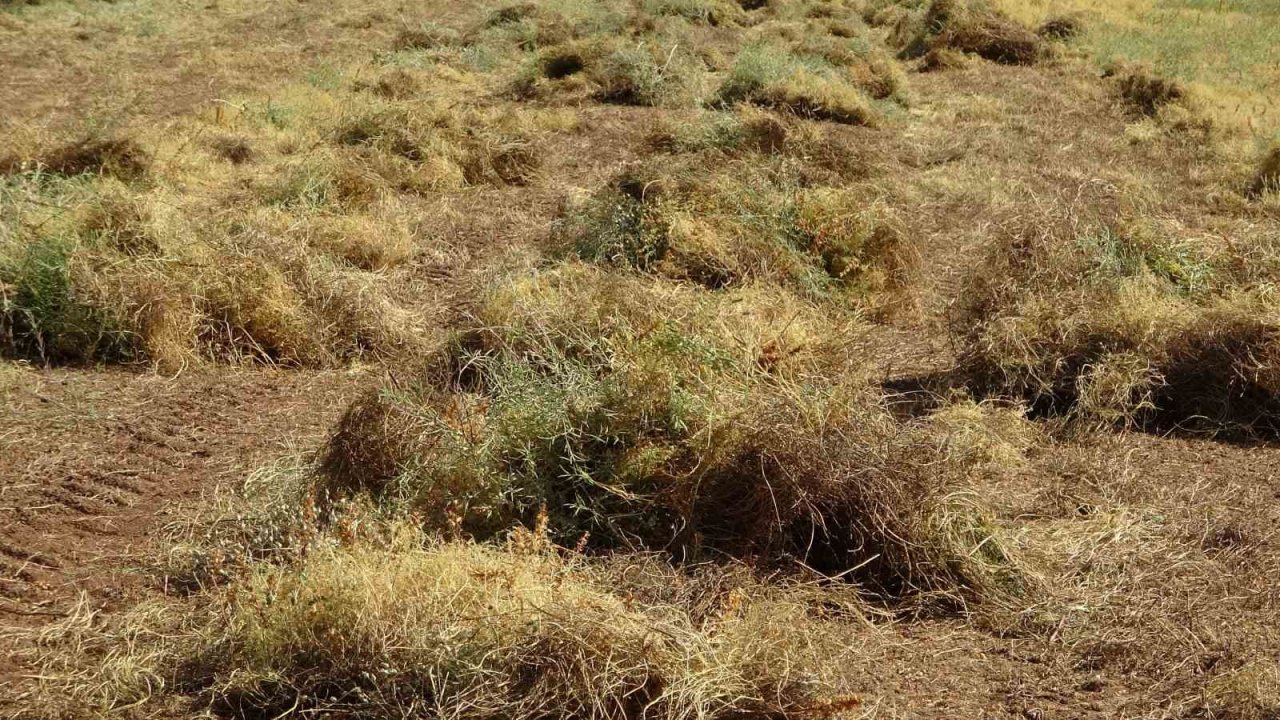 Siirt’te kırmızı mercimekte hasat sürüyor