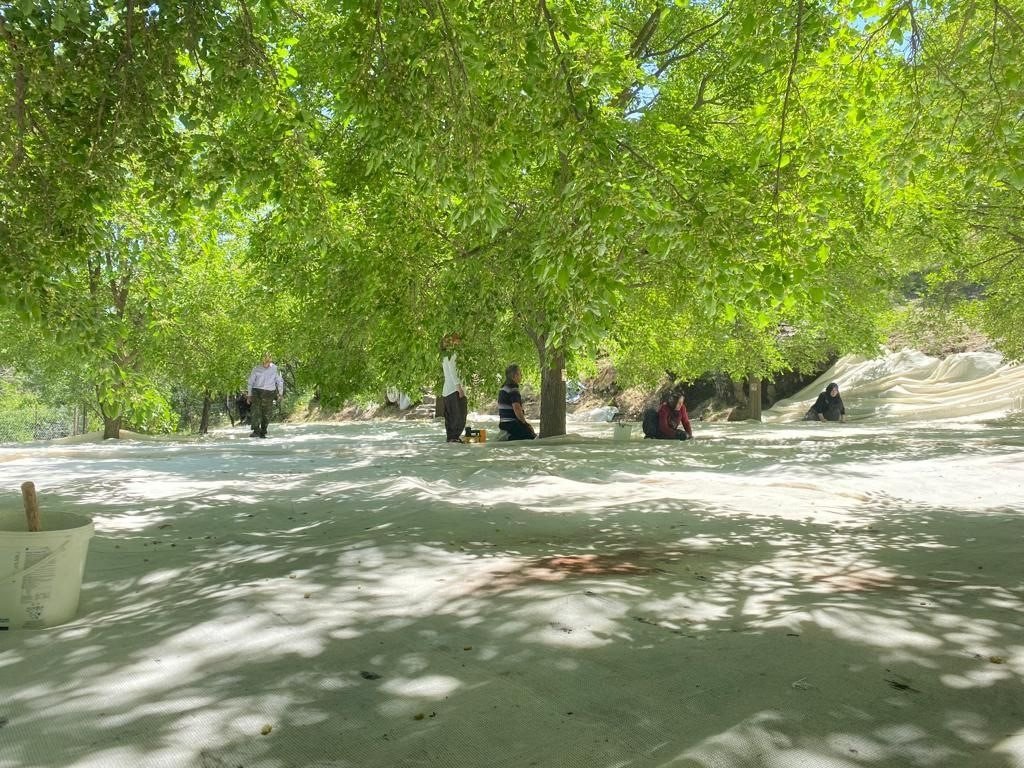 Tunceli’de dut üreticileri dayanışma içerisinde bahçelerini sezona hazırlıyor