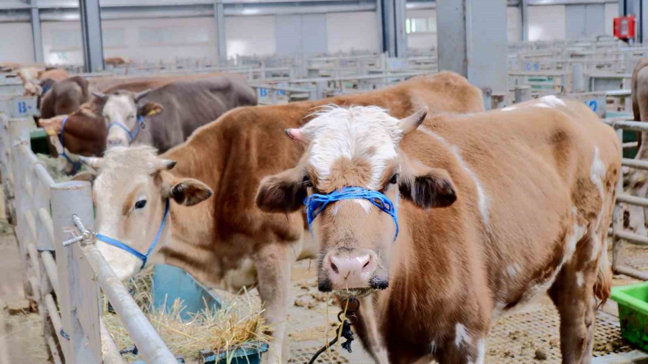Doğu Anadolu Canlı Hayvan Pazarı’nda hareketlilik başladı