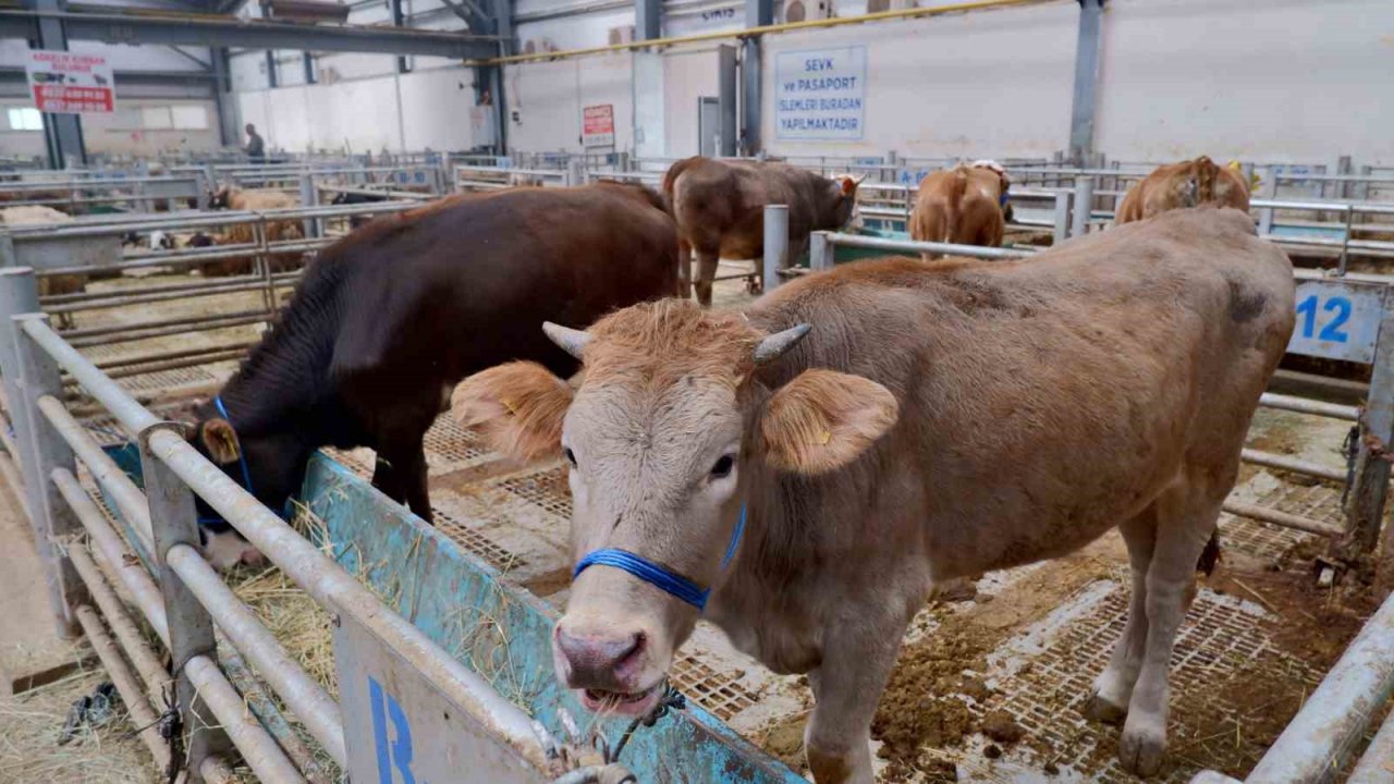 Doğu Anadolu Canlı Hayvan Pazarı’nda hareketlilik başladı