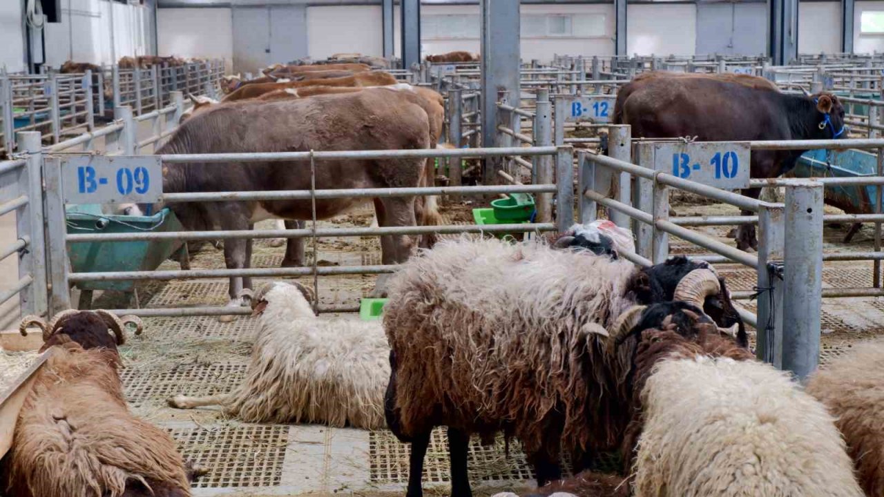 Doğu Anadolu Canlı Hayvan Pazarı’nda hareketlilik başladı