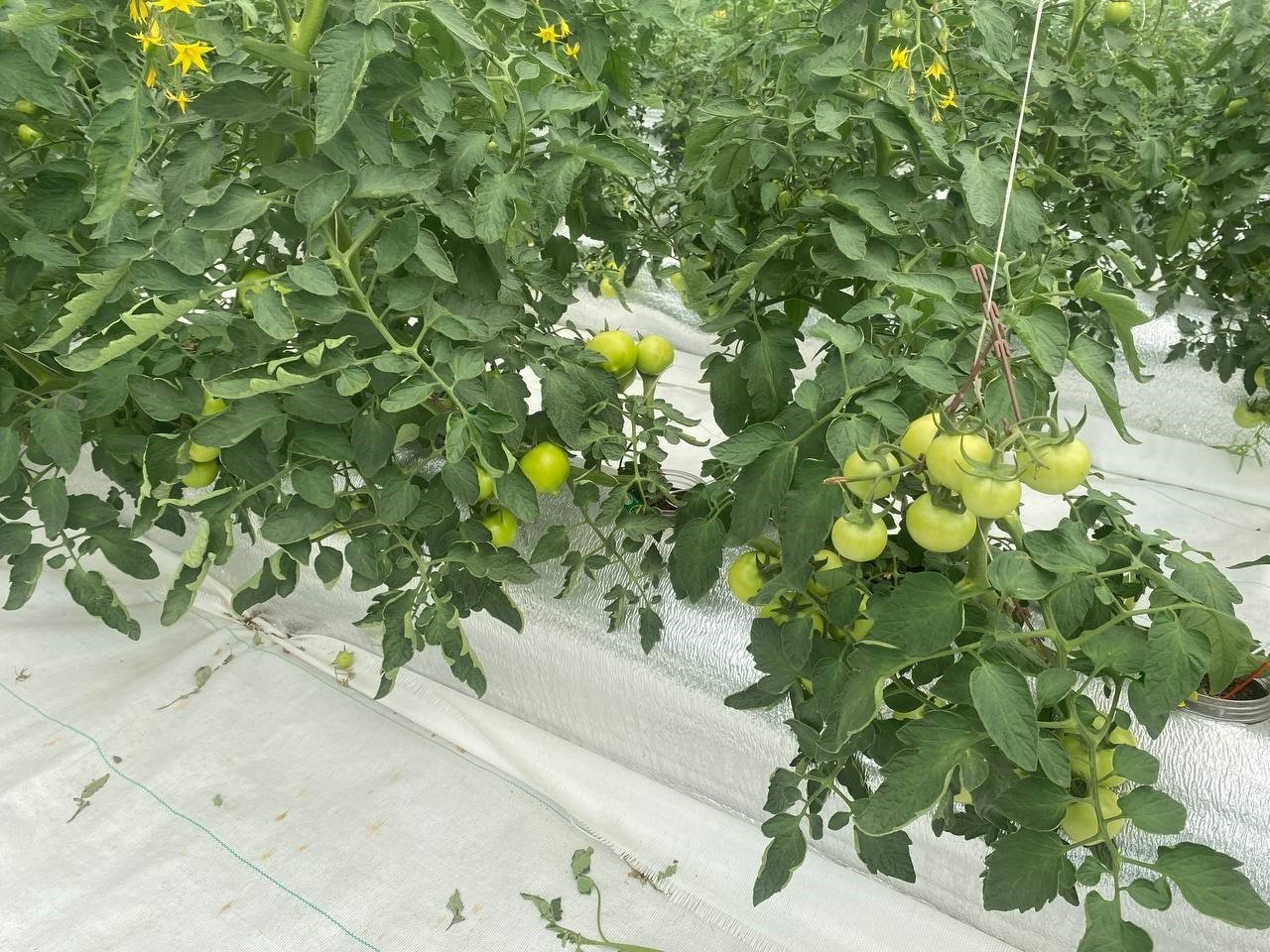 Türkiye’de ilk olan sistemin mahsulleri büyüdü, hasat şenlikle başlayacak