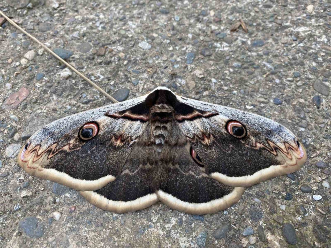 Saha çalışmasında bulduğu kelebek ilgi odağı oldu