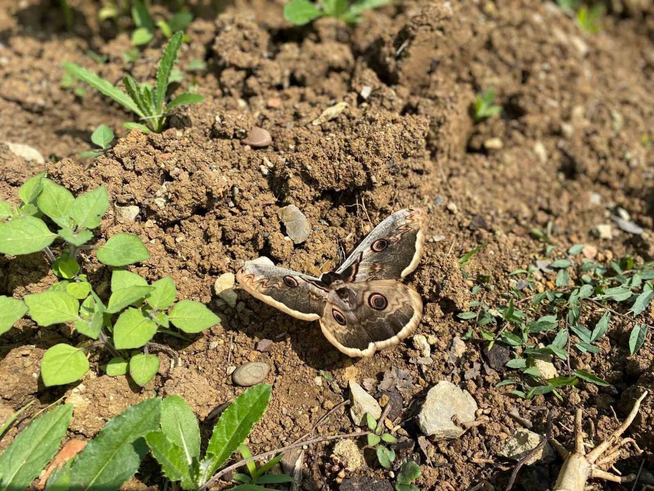 Saha çalışmasında bulduğu kelebek ilgi odağı oldu