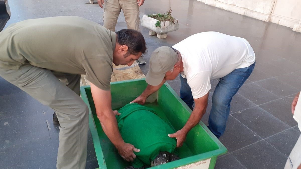 Vatandaşların dikkati deniz kaplumbağasını kurtardı