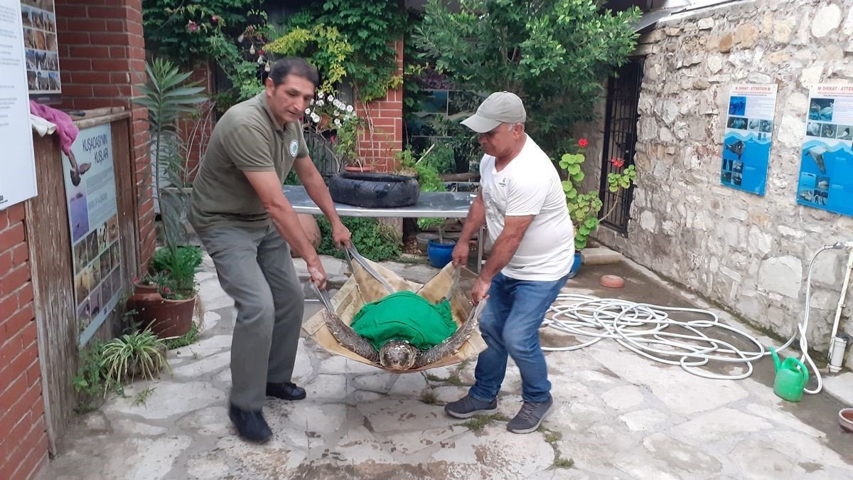 Vatandaşların dikkati deniz kaplumbağasını kurtardı