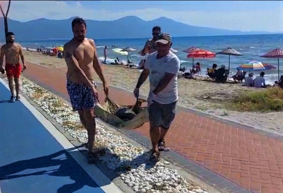 Vatandaşların dikkati deniz kaplumbağasını kurtardı