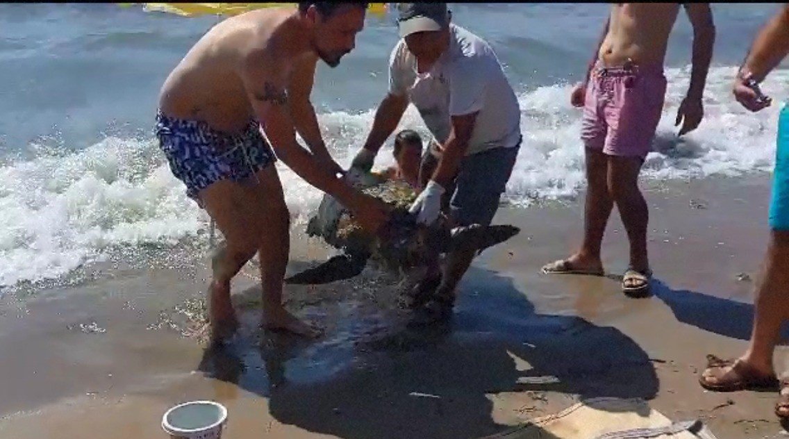 Vatandaşların dikkati deniz kaplumbağasını kurtardı