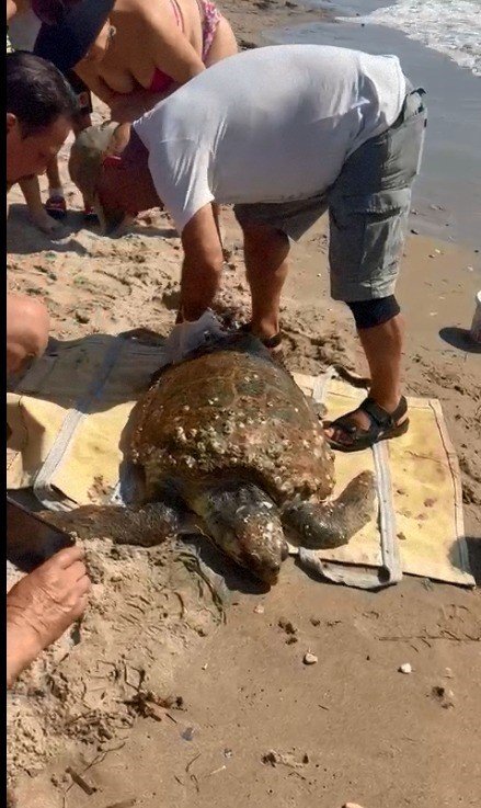 Vatandaşların dikkati deniz kaplumbağasını kurtardı