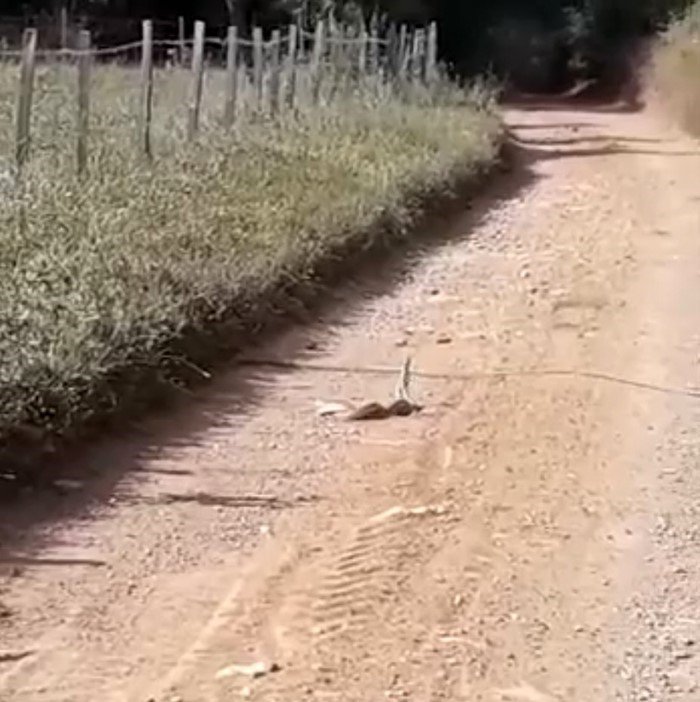 Bayramiç’te yılanların ’çiftleşme dansı’ kameraya yansıdı