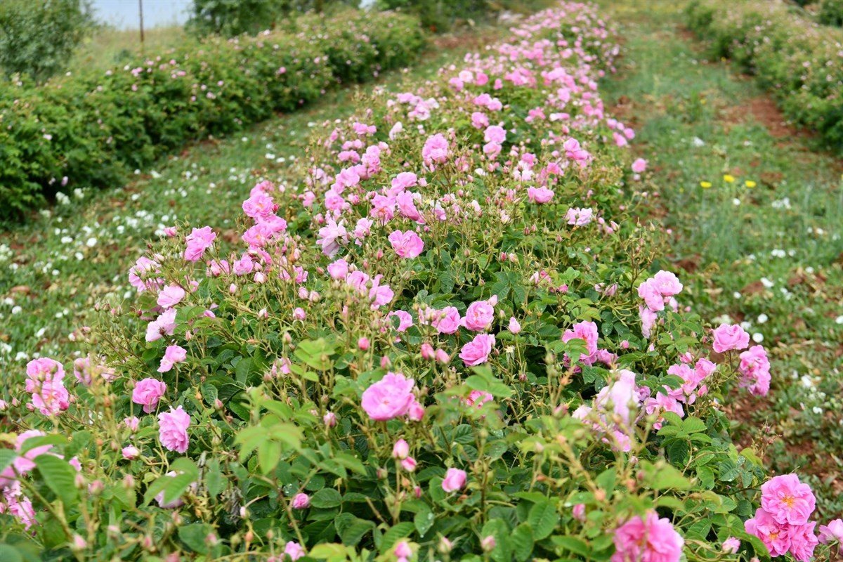 Sorkuncak köyünde 6. Gül Hasadı ve Uçurtma Şenliği