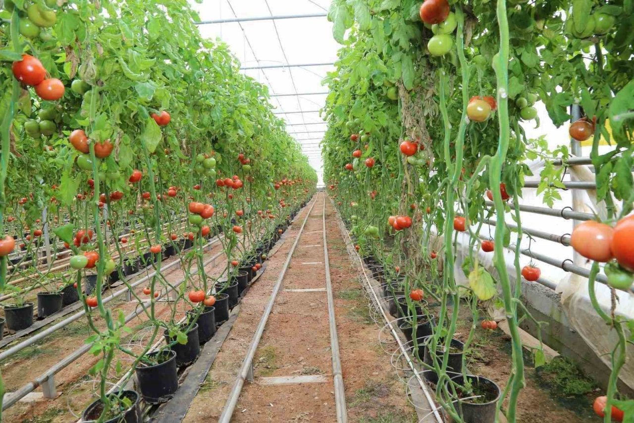 Tarımda “jeotermal" devri