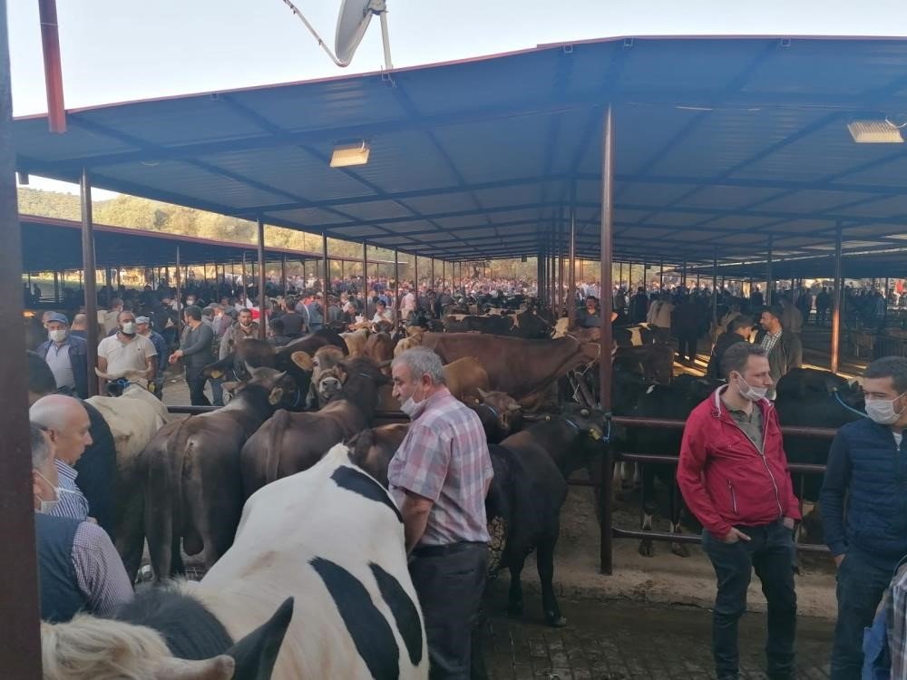 Kurban Bayramı öncesi hayvan pazarlarında hareketlilik başladı