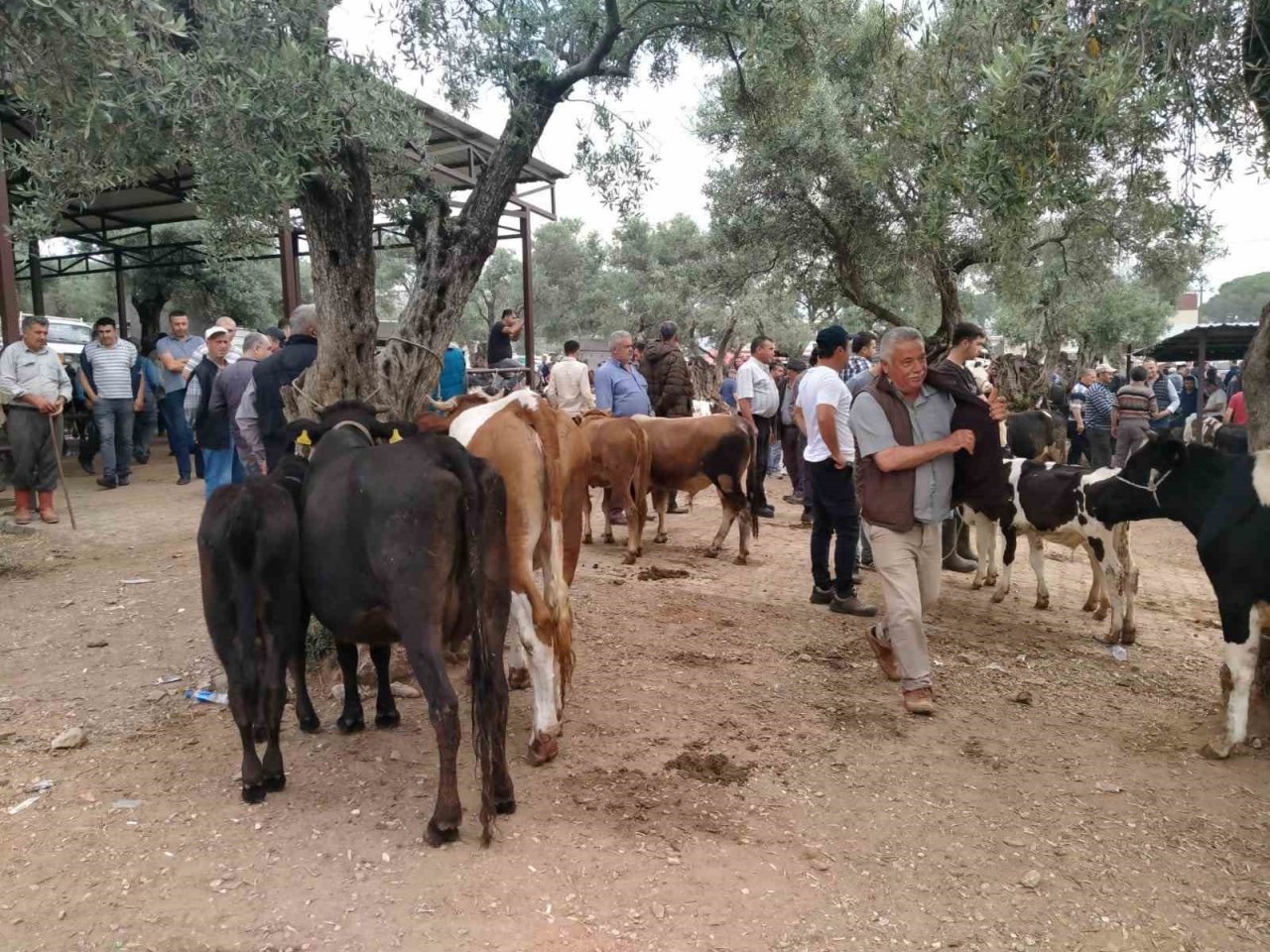Kurban Bayramı öncesi hayvan pazarlarında hareketlilik başladı