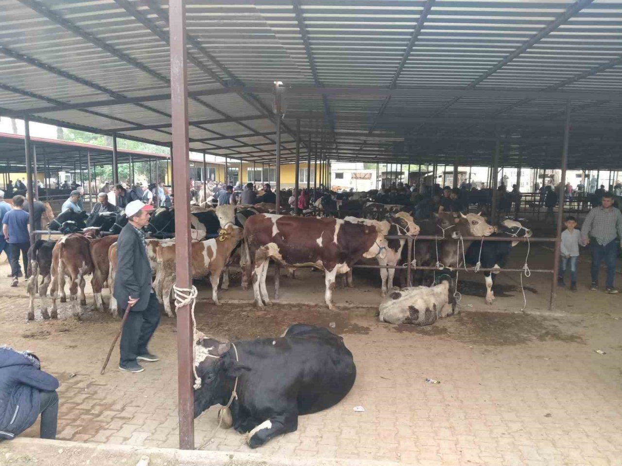 Kurban Bayramı öncesi hayvan pazarlarında hareketlilik başladı