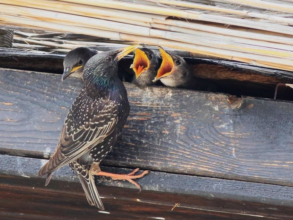 Hersek Lagünü’nde sığırcık kuşu yavrularını beslerken görüntülendi