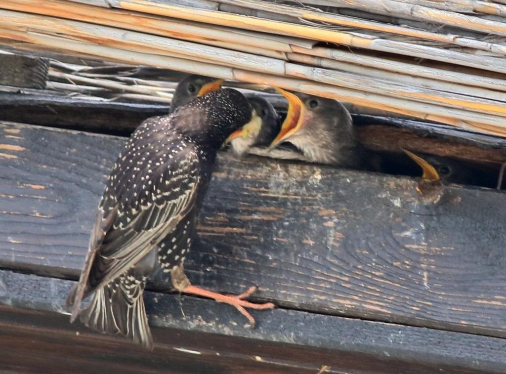 Hersek Lagünü’nde sığırcık kuşu yavrularını beslerken görüntülendi
